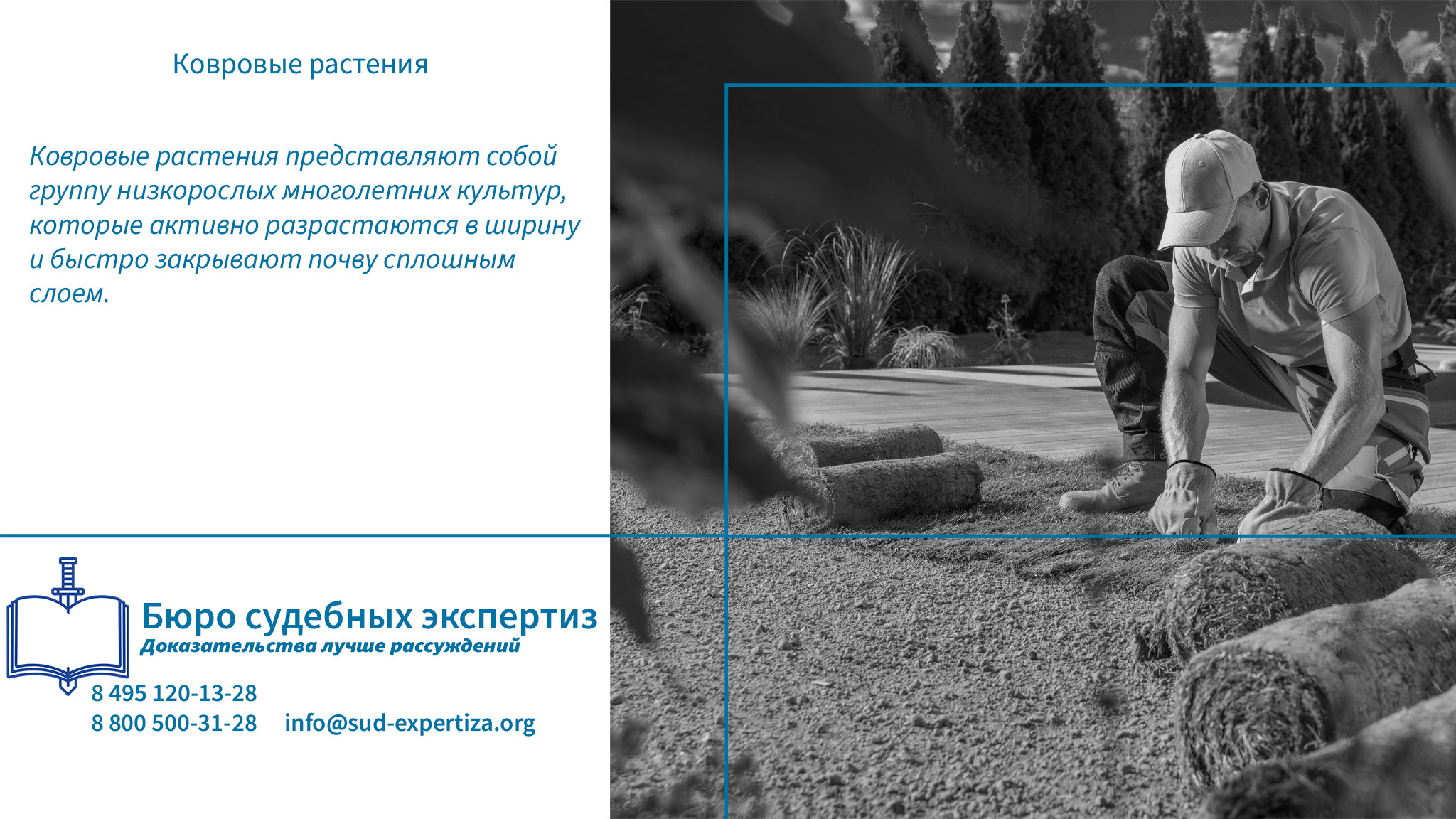 Ковровые растения. Ковровые растения.